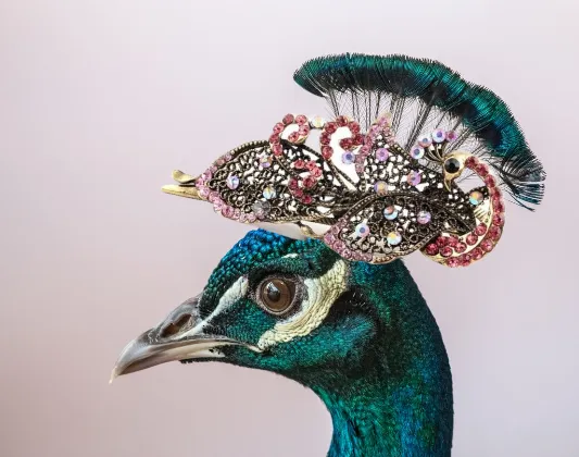 Sparkling Crystal Metal Peacock Hair claw Hairclip